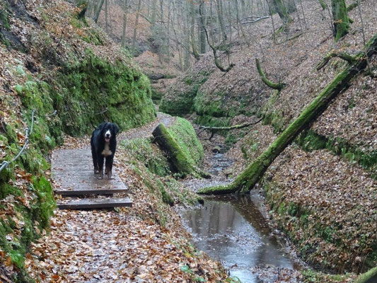 In der Landgrafenschlucht