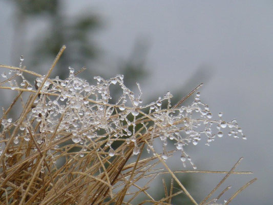 Eisige Kunstwerke der Natur