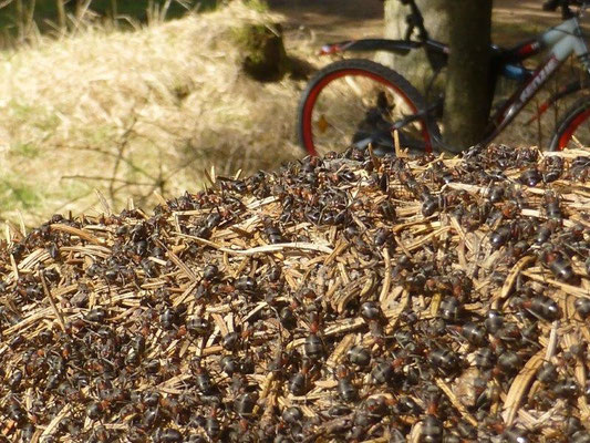 Die Frühjahrssonne läßt die Waldameisen ihr emsiges Treiben beginnen