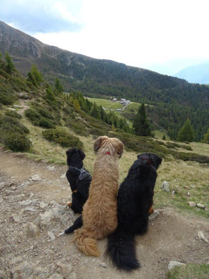 Die Hunde genießen den Ausblick zur Hirzerhütte
