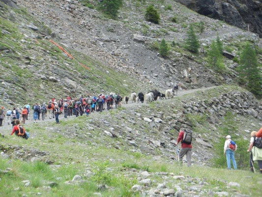 Alm-Auftrieb mit Reinhold Messner und seinen Yaks