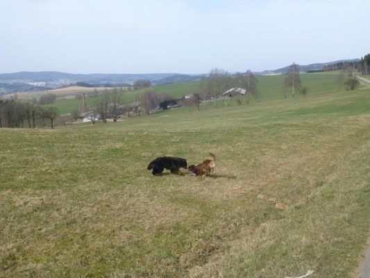 Und wieder Tobe-Wiesen :-)