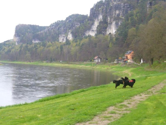 Toben auf den Elbwiesen