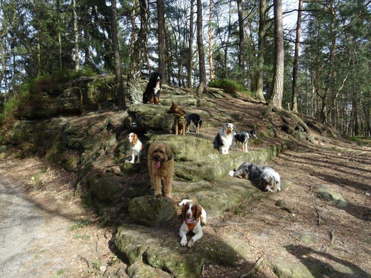 Unser alljährlicher "Hunde-Gruppenfoto-Felsen" :-)