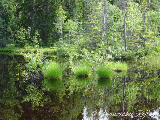 Abend im Moor