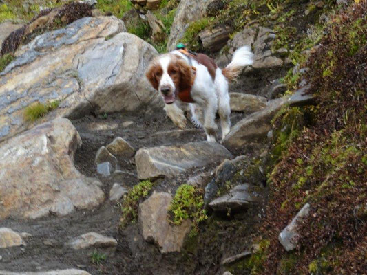 Ein Springer :-)