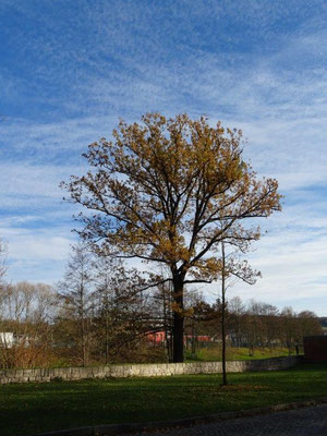 Herbst in Flöha