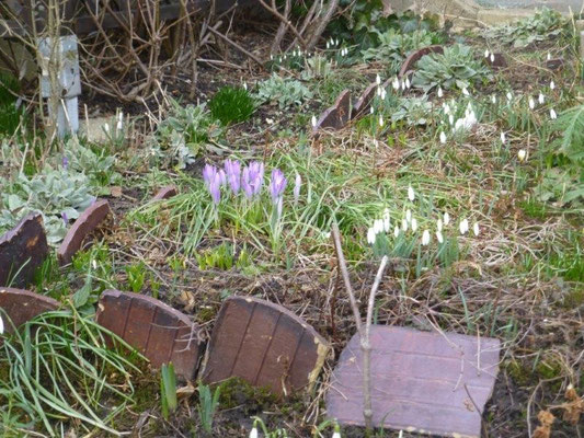 In einem Vorgarten zeugen Schneeglöckchen und Krokusse vom nahenden Frühjahr