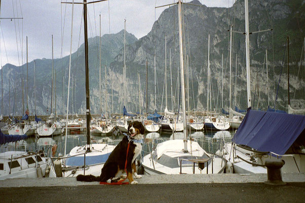 Senta im Hafen von Riva del Garda