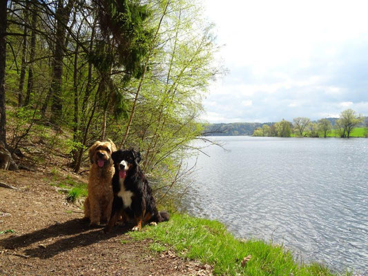 Nepomuk und Vreni am Ufer der Talsperre Kriebstein