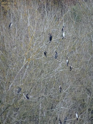 Das Schlafzimmer der Kormorane - deutlich zu erkennen die Jungvögel mit weißem Bauch und braunem Gefieder