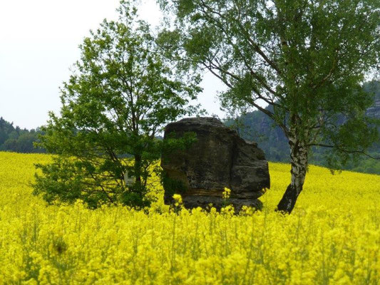 Auch das war einst ein mächtiger Tafelberg - die Eulensteine bei Weißig