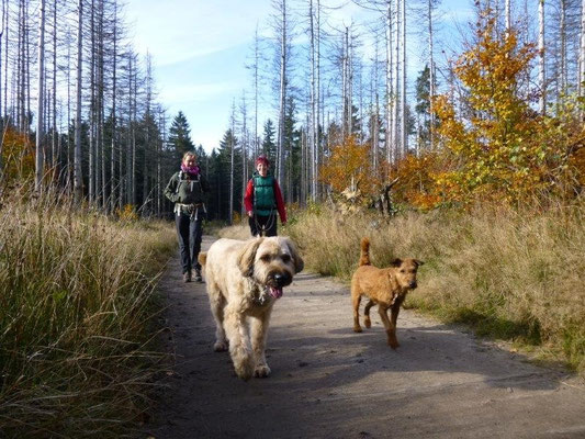 Der Reitsteig in den Affensteinen