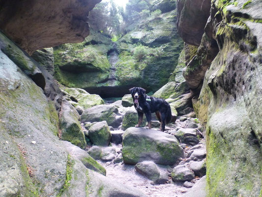 Der Höllenhund :-)