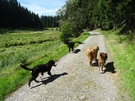 Ein bequemer Weg führt durch das Tal