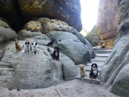 Hundewanderung am Großen Schrammtor
