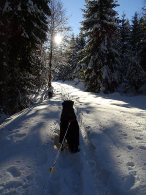 Und weiter geht's durch tief verschneiten Winterwald