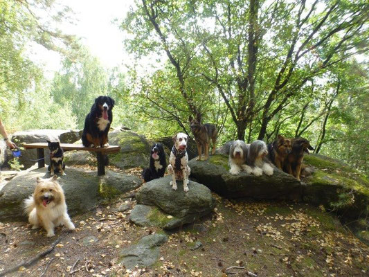 Hundewanderung auf den Zehistaler Wänden