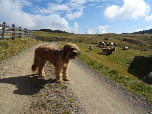 Nepomuk auf dem Rittner Hochplateau