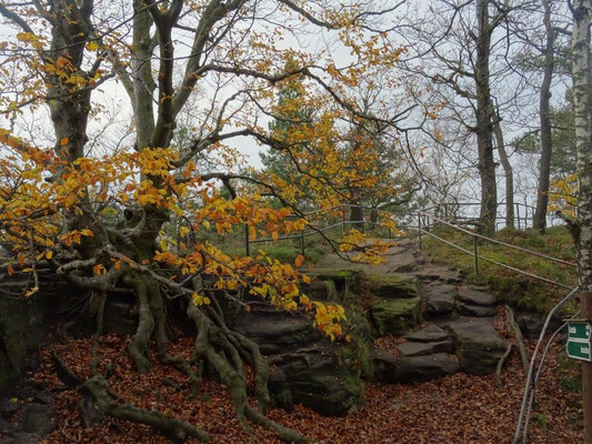 Herbst auf dem Lilienstein