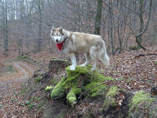 Sogar Wölfe gab es im Wald :-)