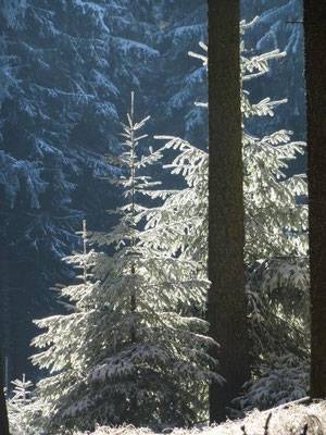 Winterwald