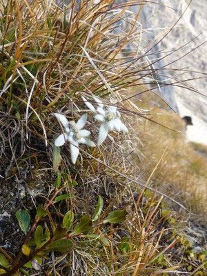 Edelweis am Sajathöhenweg