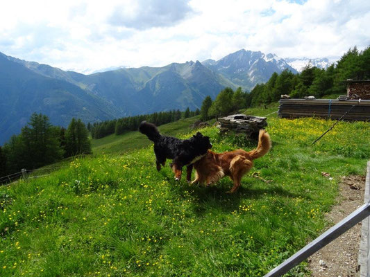 Vreni und Rudy beim Toben