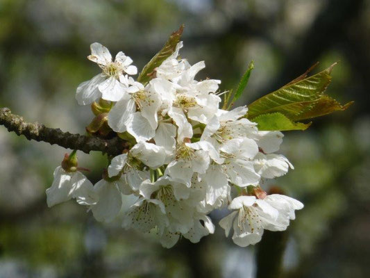 Obstblüte bei Ottendorf