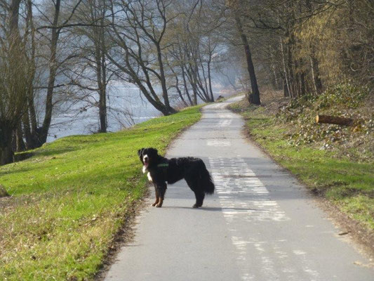 So leer wie hier ist der Elberadweg wahrscheinlich nur an kalten Wintertagen.