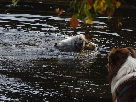 Cosmo beim Schwimmen im Stausee