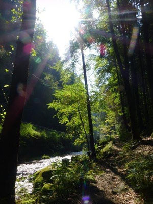 Am Flößersteig im Kirnitzschtal