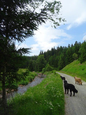 Im Schwarzwassertal