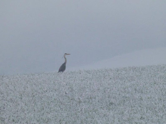 Ostermontag 2015 - Wintereinbruch auf der Hochfläche bei Rosenthal