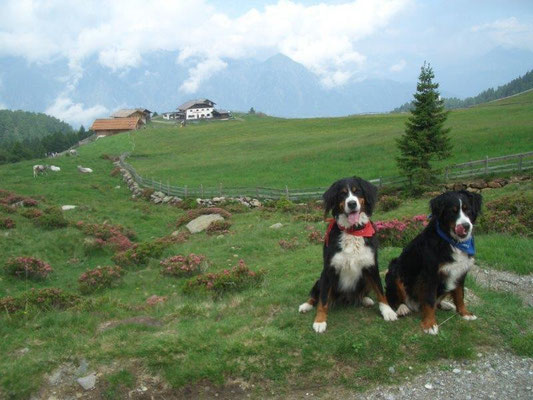 Almen bei der Hirzerhütte