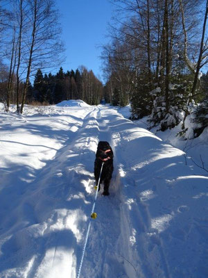 Umweltfreundlicher Schlepplift :-)