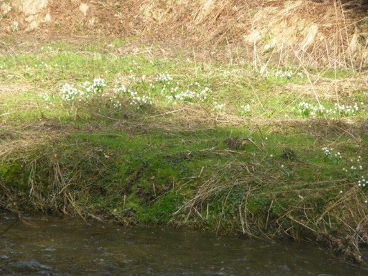 Märzenbecher im Polenztal