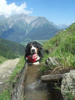 Senta auf dem Weg zur Arnitzalm