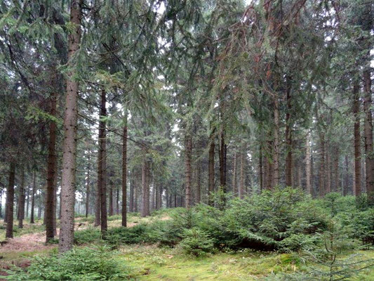 Erzgebirgswald