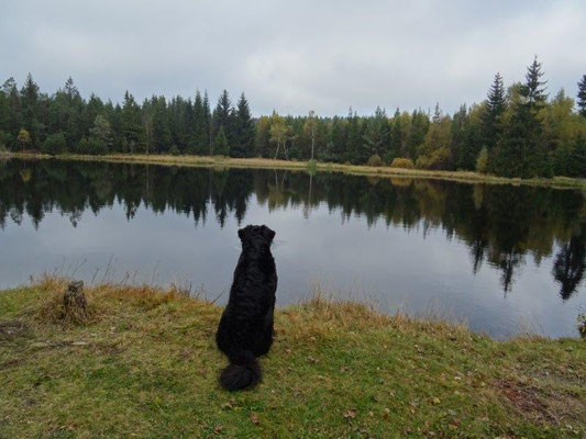 Am Lehmheider Teich