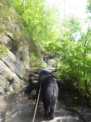 Im Steilstück der Rotkehlchenstiege