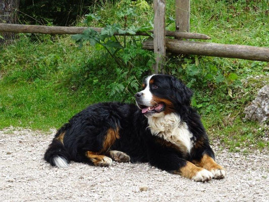 Berner Paco - Almhund an der Felixer Alm