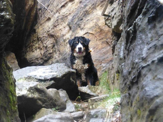 Gusti in der Felsengasse im Bielatal