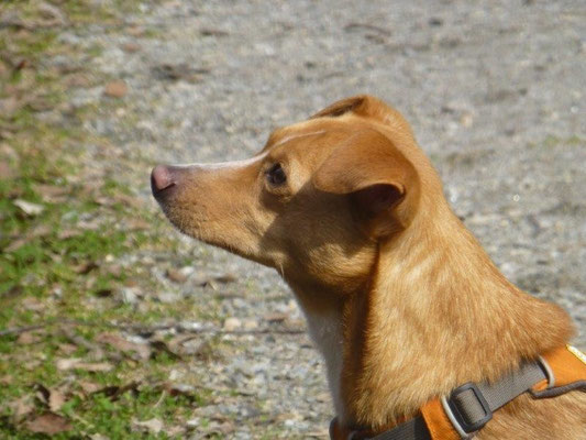 Struppi