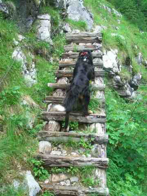 Auf dem Rinnkendlsteig