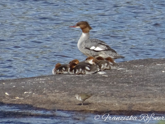 Junge Familie