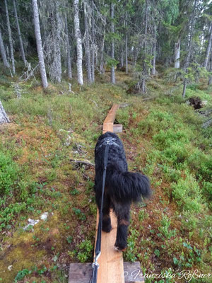 Und wieder wandern wir auf schmalen Stegen entlang
