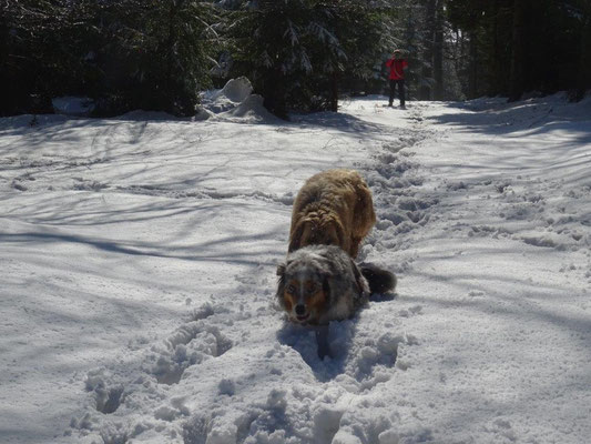 Für die Hundis war das Laufen im sulzigen Tiefschnee teilweise eine echte Herausforderung