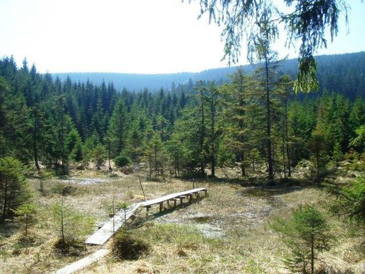 Hochmoor unterhalb des Brockens