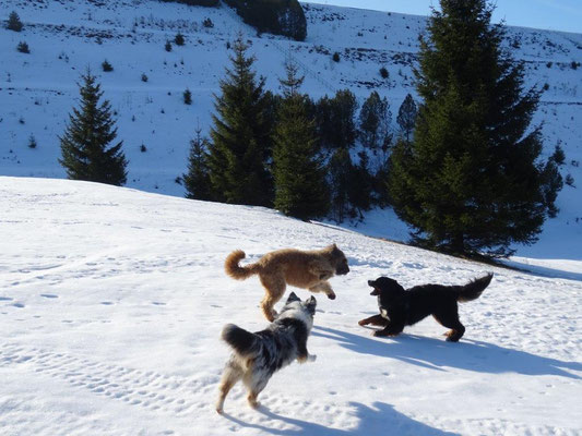 Vreni, Nepomuk und Faye hatten viel Spaß beim Toben im Schnee